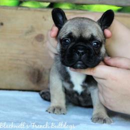 American Bulldog and French Bulldog Puppies from Blackwell's American & French Bulldogs