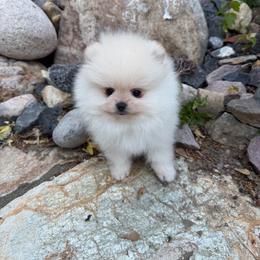 Super sweet white-cream boy from top winning show lines. - Cream male Pomeranian puppy in Pocatello, Idaho from Avalon Pomeranians