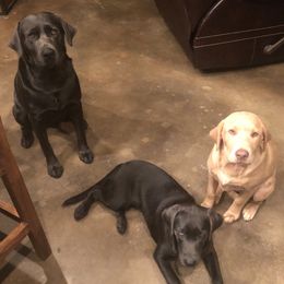 Dilute Retrievers, Labradoodles, and Labrador Retrievers from Cypress Kennels