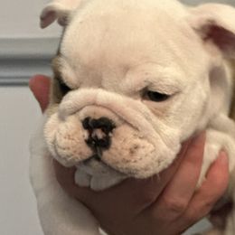 King of Hearts ❤️ - Fawn Bulldog puppy in Alexandria, Virginia from Stacey D’s Bulldogs
