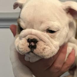 King of Hearts ❤️ - Fawn Bulldog puppy in Alexandria, Virginia from Stacey D’s Bulldogs