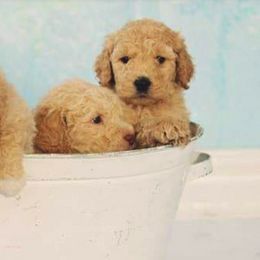 Goldendoodle Puppies from Lavenders Doodles