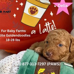 Delia - Apricot female Goldendoodle puppy in Michigan from Fur Baby Farms
