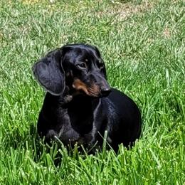 Ginger - Dachshund