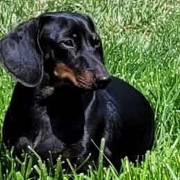 Ginger - Dachshund