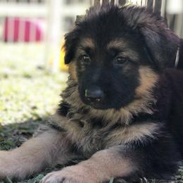 German Shepherd Puppies from Zwinger vom Schneider Wald
