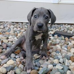 Sally - Blue and white female Great Dane puppy in Marshall, Michigan from Dream K9