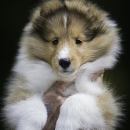 Shetland Sheepdog Puppies from Solange Shelties