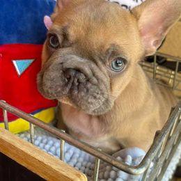 French Bulldogs from falling4frenchies