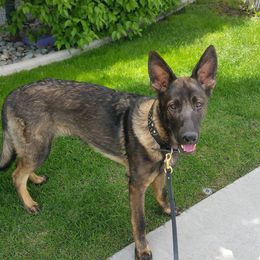 German Shepherd All Grown Up from Koch Hoher Zwinger