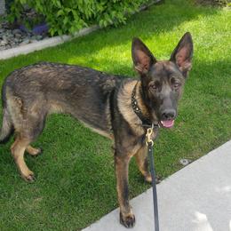 German Shepherd All Grown Up from Koch Hoher Zwinger