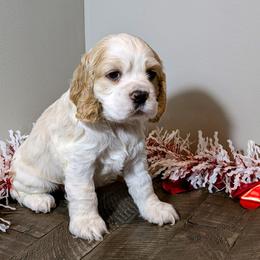Cocker Spaniel Puppies from HoneyCoop’s