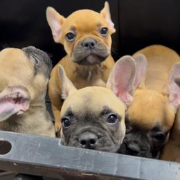 Female puppy - Fawn and white female French Bulldog puppy in San Antonio, Texas from D’s Frenchies