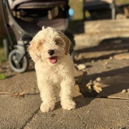Mabel - Buff and white female Cockapoo puppy in Birdsboro, Pennsylvania from Cooper Family Cockapoos