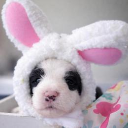 Clover - Brown and white female Sheepadoodle puppy in Rocky Point, North Carolina from CelticDoods