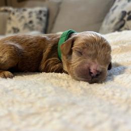 Boy 2 green - Apricot male Cavapoo puppy in Orion, Illinois from Poppy Garden Doodles