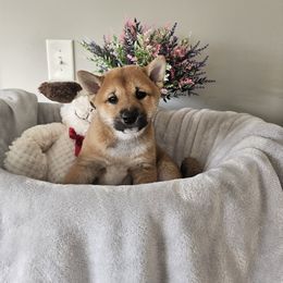 Shiba Inu Puppies from Shiba Shenanigans