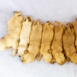 Labrador Retriever Puppies from Whiskey River Labradors