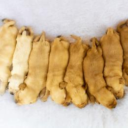 Labrador Retriever Puppies from Whiskey River Labradors