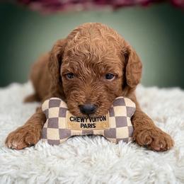 Graceful Duchess - Red Mini Goldendoodle - Red  female Goldendoodle puppy in Lancaster, California from Kid's Best Doodle