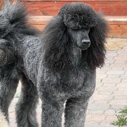 Niko - Poodle