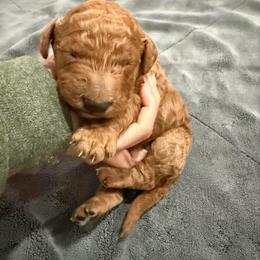 Dark blue - Red  male Goldendoodle puppy in Bakersfield, California from Lavish Doodles