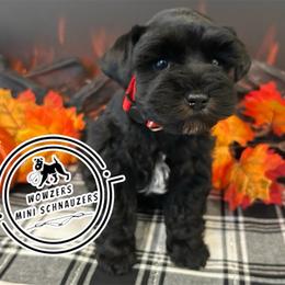 Red Collar - Black male Miniature Schnauzer puppy in Conroe, Texas from Wowzers Mini Schnauzers