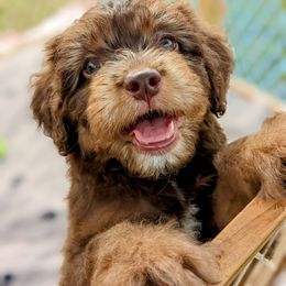 Aussiedoodle, Australian Shepherd, and Golden Retriever Puppies from Hope & Joy Acres