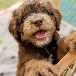 Aussiedoodle, Australian Shepherd, and Golden Retriever Puppies from Hope & Joy Acres