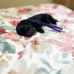 Purple - Black & white female Maltipoo puppy in Huntsville, Texas from Nelson Creek Farms