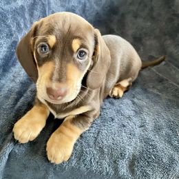 Dachshund Puppies from Welden’s Miniature Dachshunds