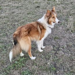 Comet - Old Time Scotch Collie