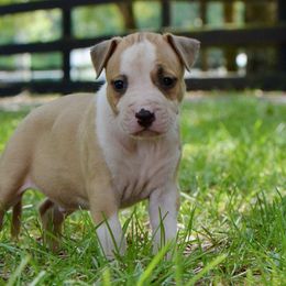 Catch - Red male American Staffordshire Terrier puppy in St. Augustine, Florida from LBK & Ancient City