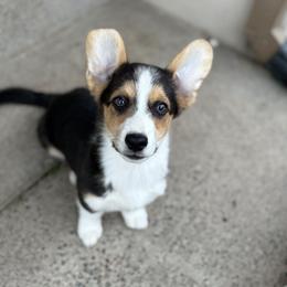 Snoopy - Red male Pembroke Welsh Corgi puppy in Sacramento, California from 777 Corgis