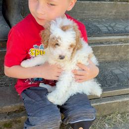 Mr FluffyBoy - Parti male Poodle puppy in Salem, Oregon from Oregon Poodle Oodle Doodles