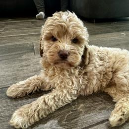 Expo - Caramel cream female Labradoodle puppy in Camden, North Carolina from Oopsie Doodles of NC