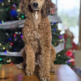 Casting - Goldendoodle