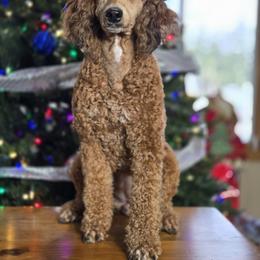 Casting - Goldendoodle