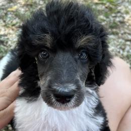 Poodles from Hidden Springs Poodles LLC