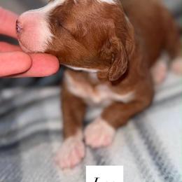 Leo (please read description before inquiring) - Red  male Goldendoodle puppy in Lewisville, Texas from Zink Doodles