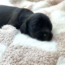 Cogsworth - Black male Dachshund puppy in Casper, Wyoming from Daisy's Doxies & Doodles