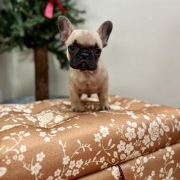 Buddy - Fawn male French Bulldog puppy in Upper Sandusky, Ohio from Rock Run Homestead