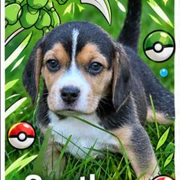 Scyther - Black fawn and white male Beagle puppy in Brockway, Pennsylvania from Sugar Hill Hounds