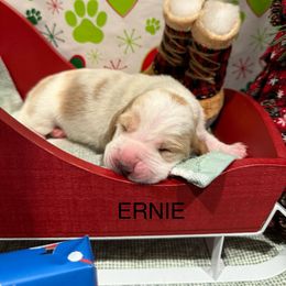 Ernie - Lemon and white male Basset Hound puppy in Lagrange, Georgia from Tall Oak Bassets