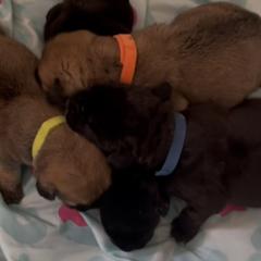 Boerboels from Sterling Built Boerboels