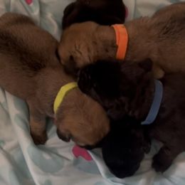 Boerboels from Sterling Built Boerboels