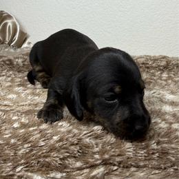 Male 1 - Black and tan male Dachshund puppy in El Campo, Texas from Creamer Creek Kennel