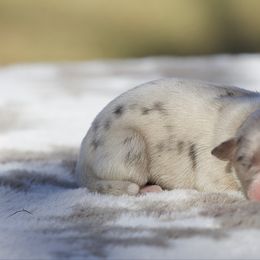 Gravy - Blue merle male Miniature American Shepherd puppy in Stephenville, Texas from Diamond H Aussies