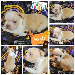 Maple - Boston Terrier puppy in Boston, Massachusetts from Boston Collections