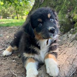 Sasha - Black tri-color female Australian Shepherd puppy in Scottsville, Virginia from Cedar Creek Aussies